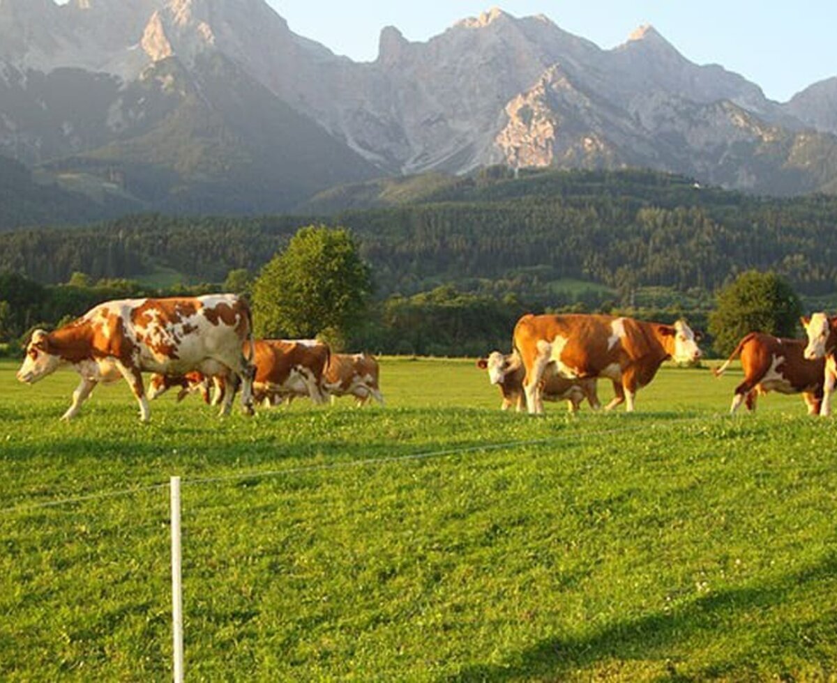 Cows