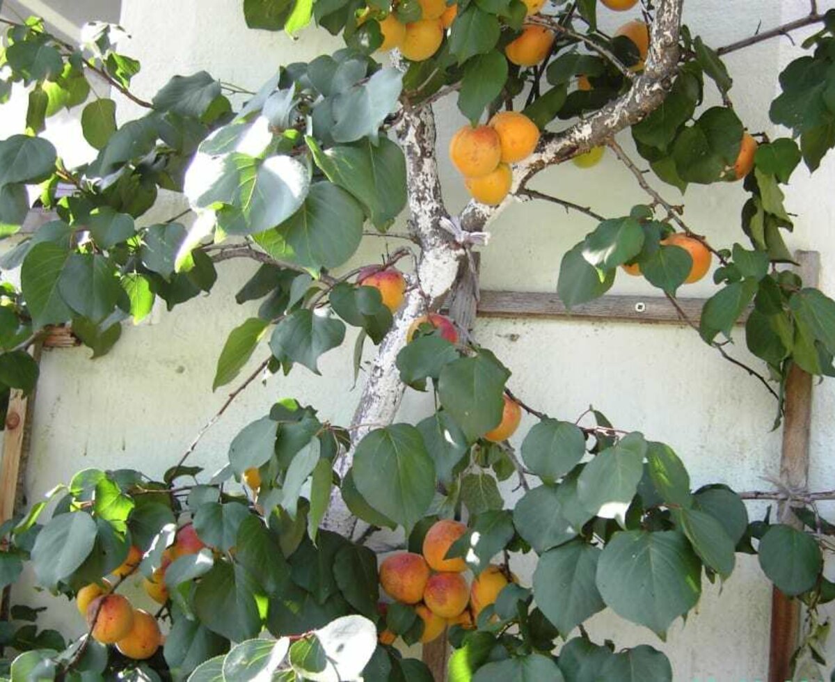 Apricot tree