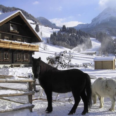 The house with horses in winter