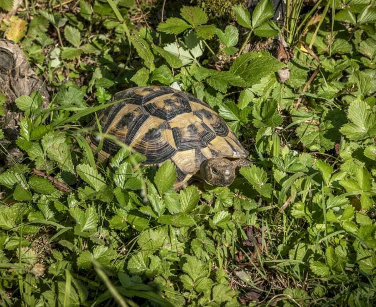 Pferdehof Finstergrub