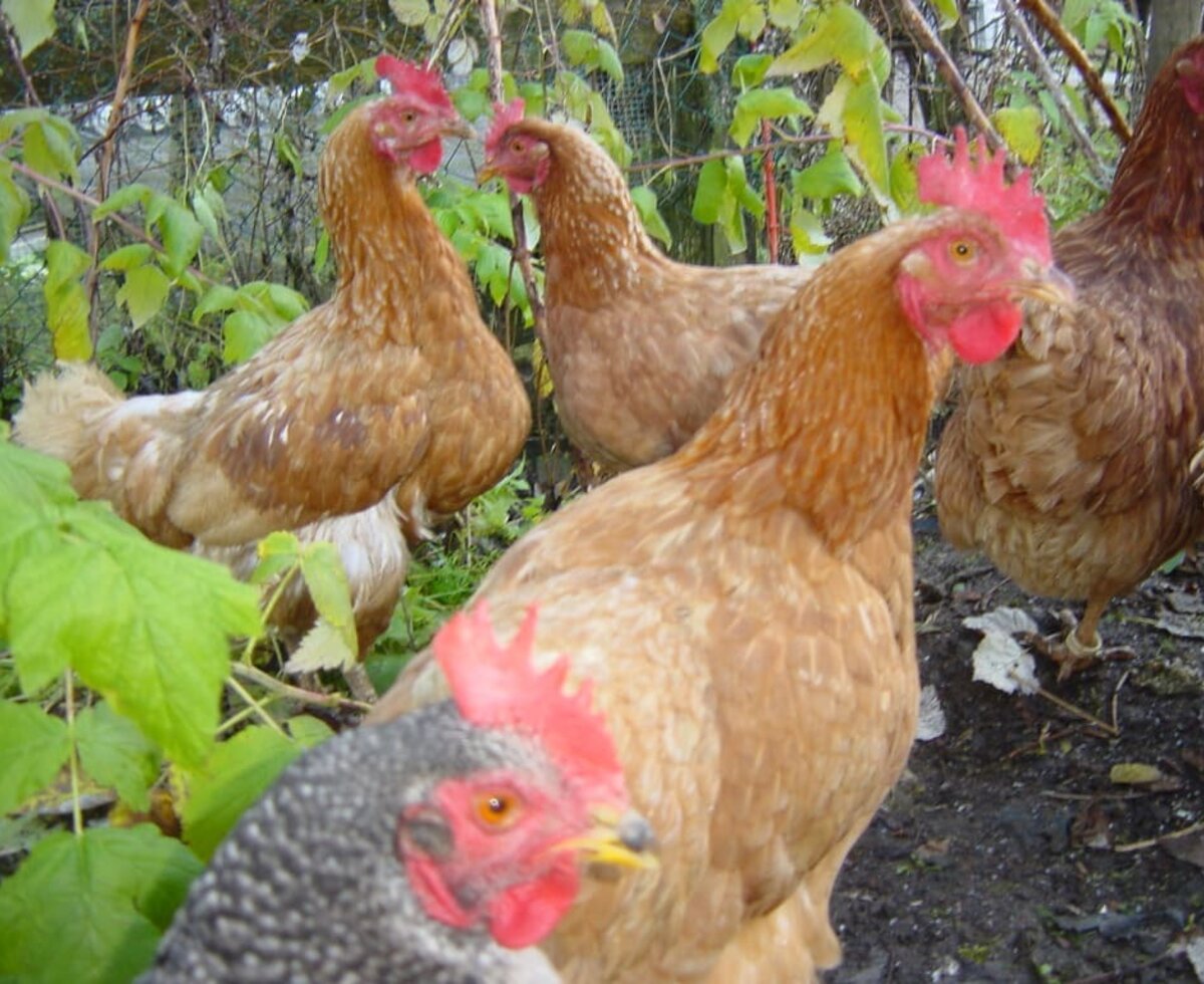 Happy chickens