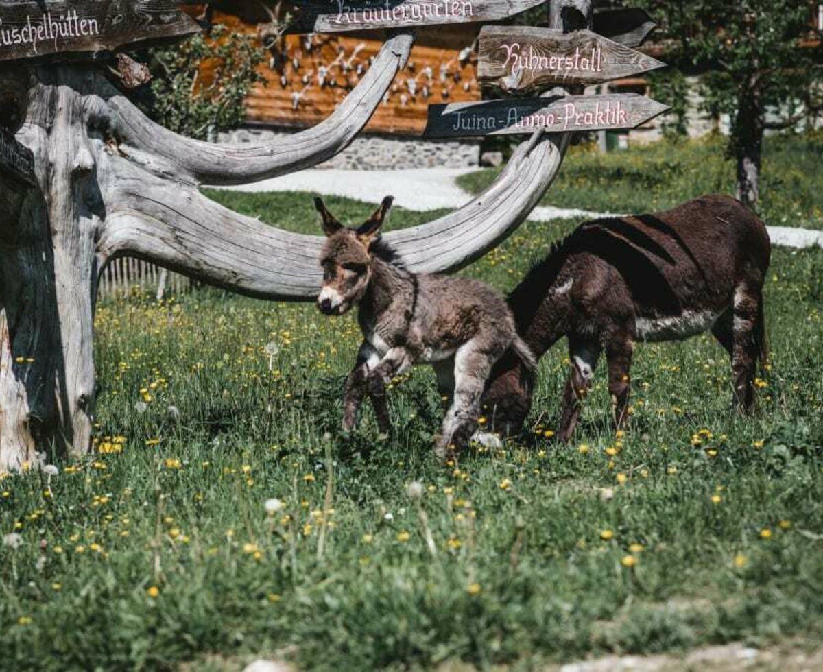 Donkeys at Proneben Gut