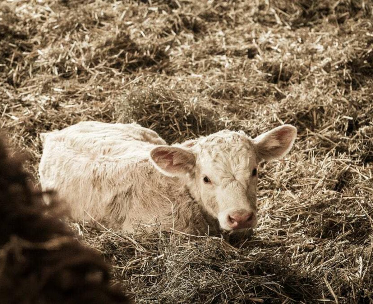 newborn calf