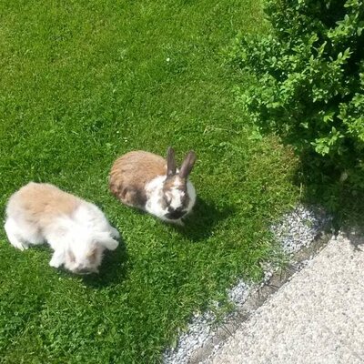 Our 2 rabbits in the garden Fix and Foxi