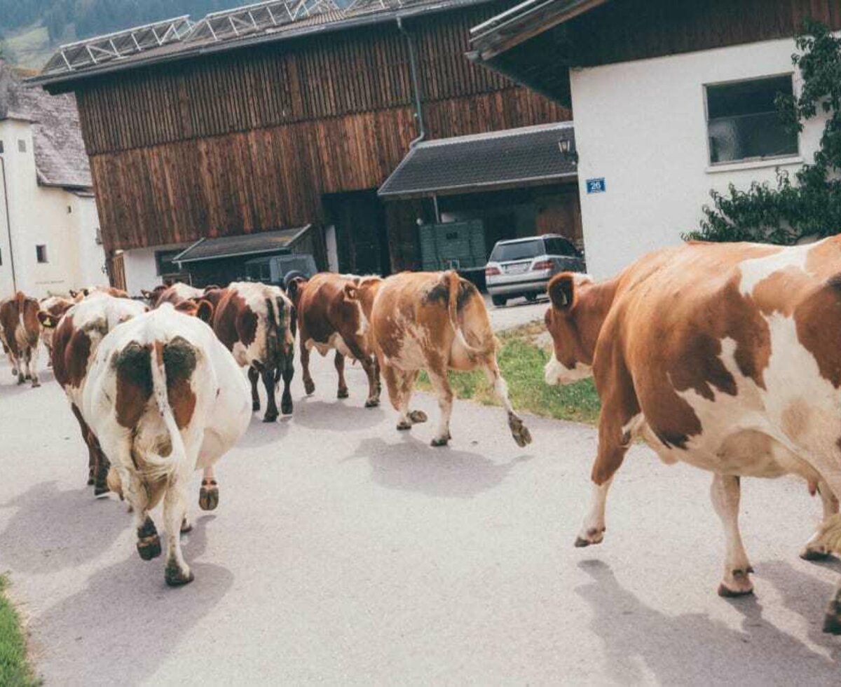 cows go in the stable from the pasture