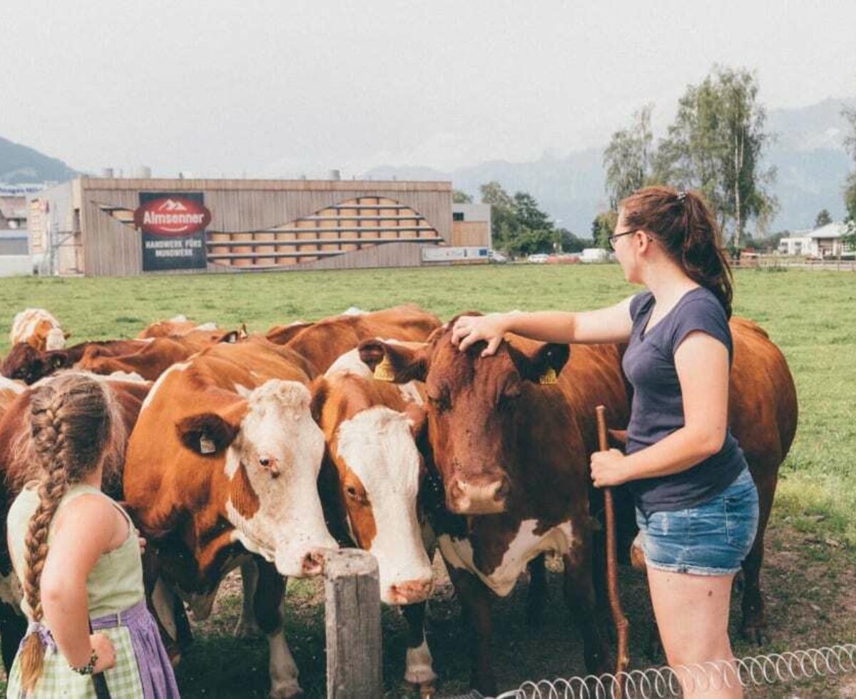 our cows on the pasture