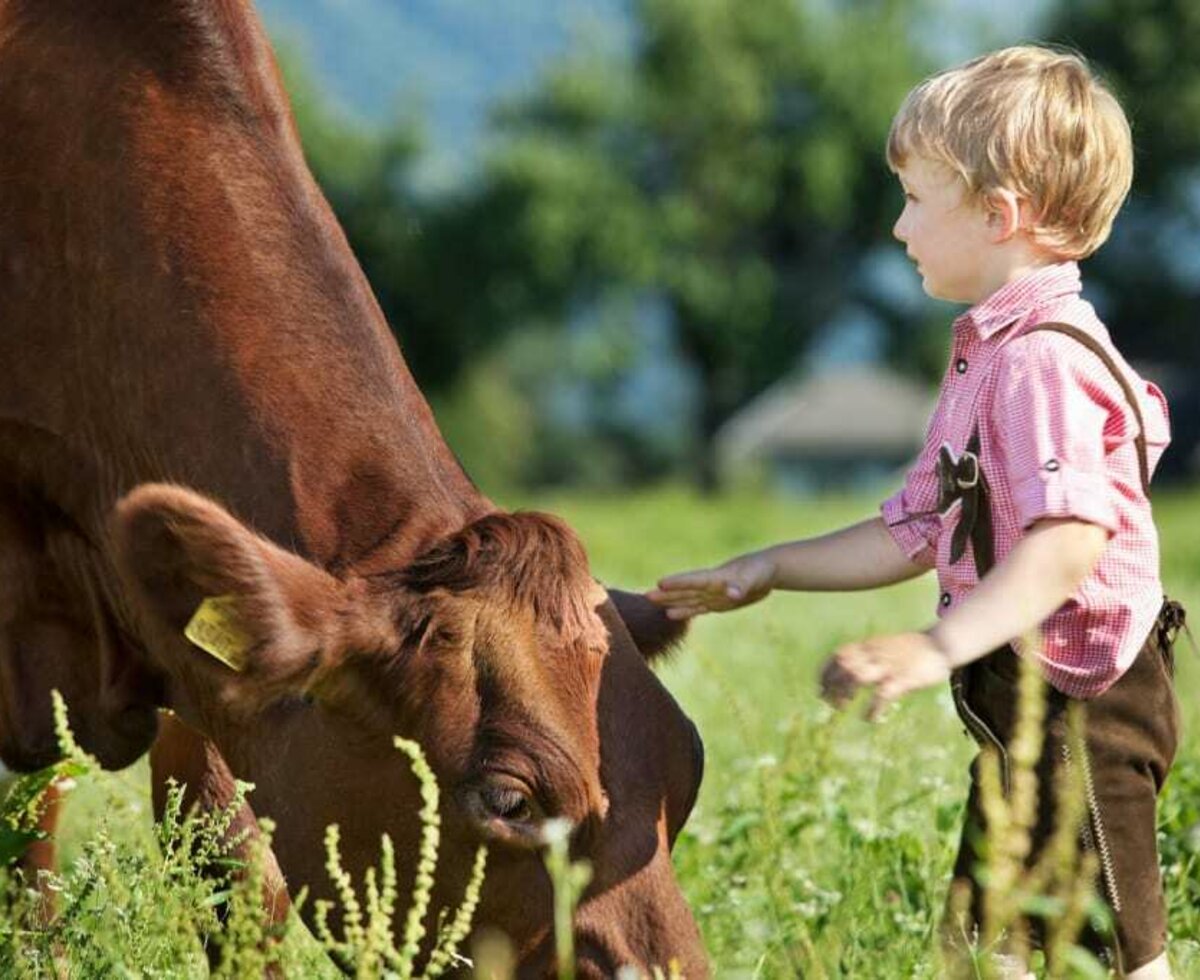 Stroking the cow