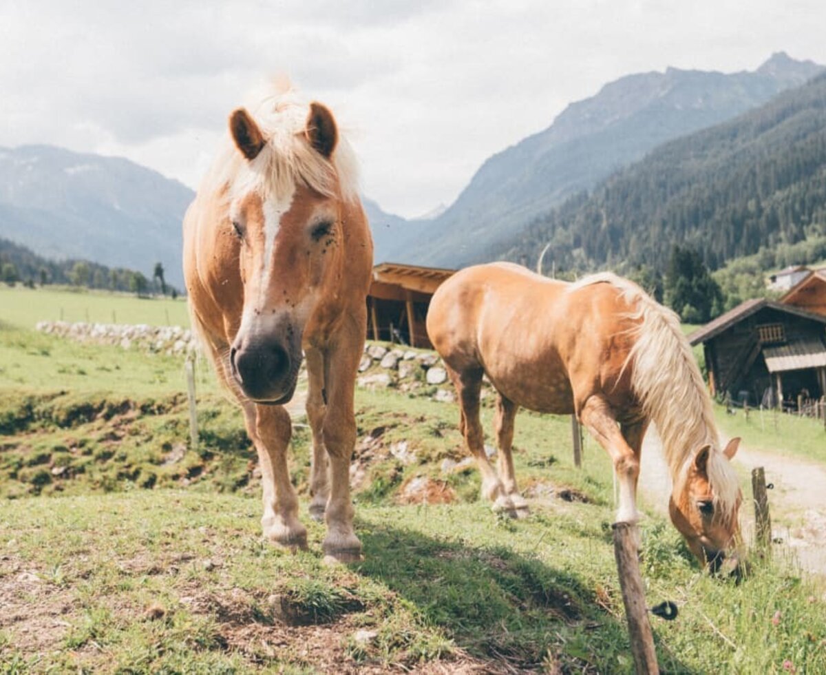 Horses Lisl and La Donna