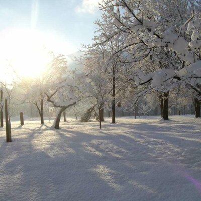 Trees in winter clothing