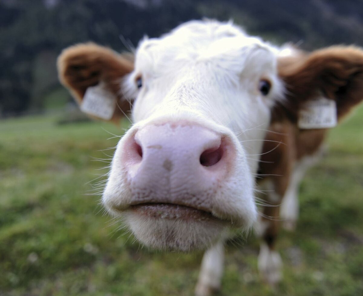 because our cows are always curious