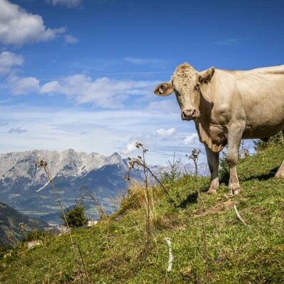 Cow with a view