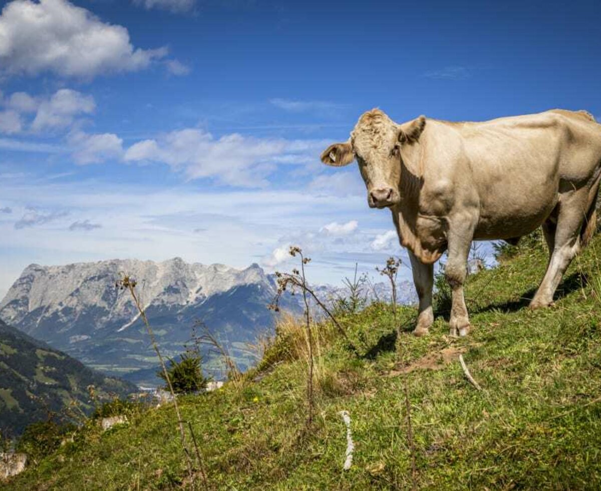 Cow with a view