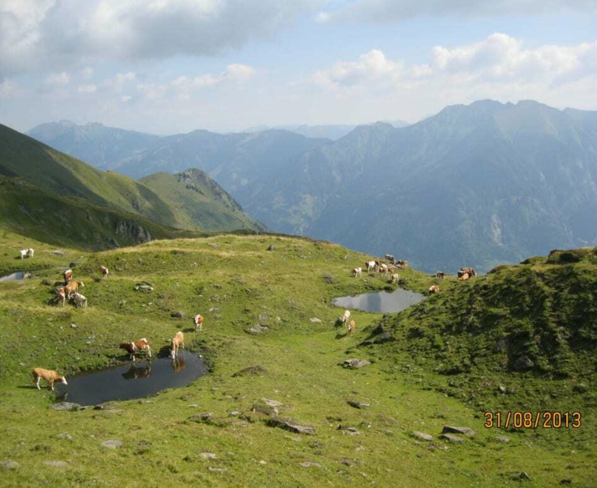 Waldhof cows at Leidalm