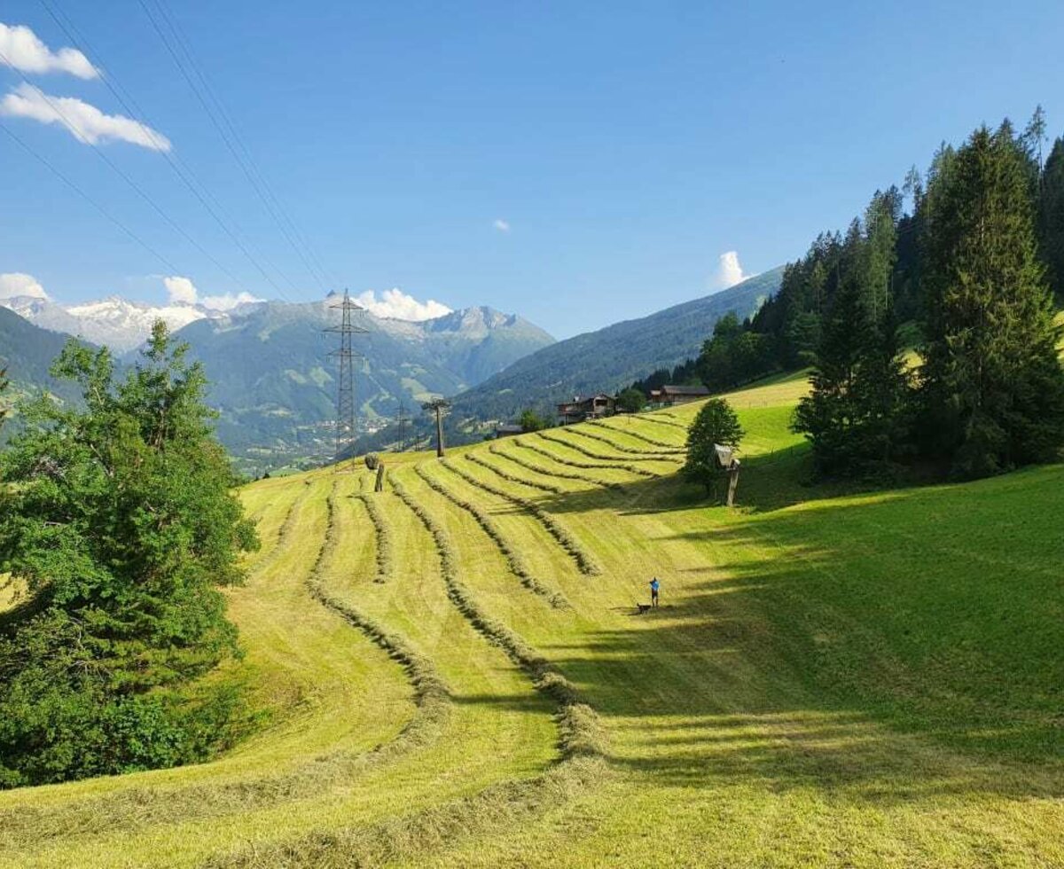 hay harvest  on the Waldhof