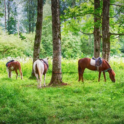 Pony-Western Tour