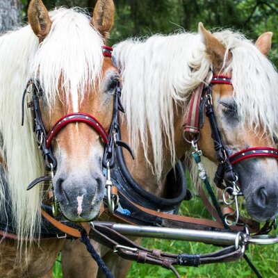 carriage ride