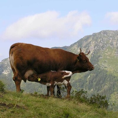 Cow on the alpine pasture