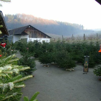 Christmas tree sale