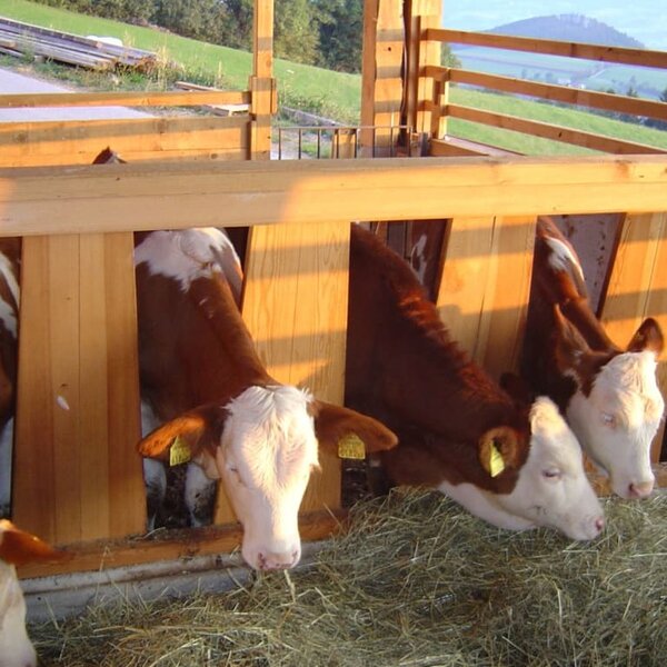 Fresh hay for the calves