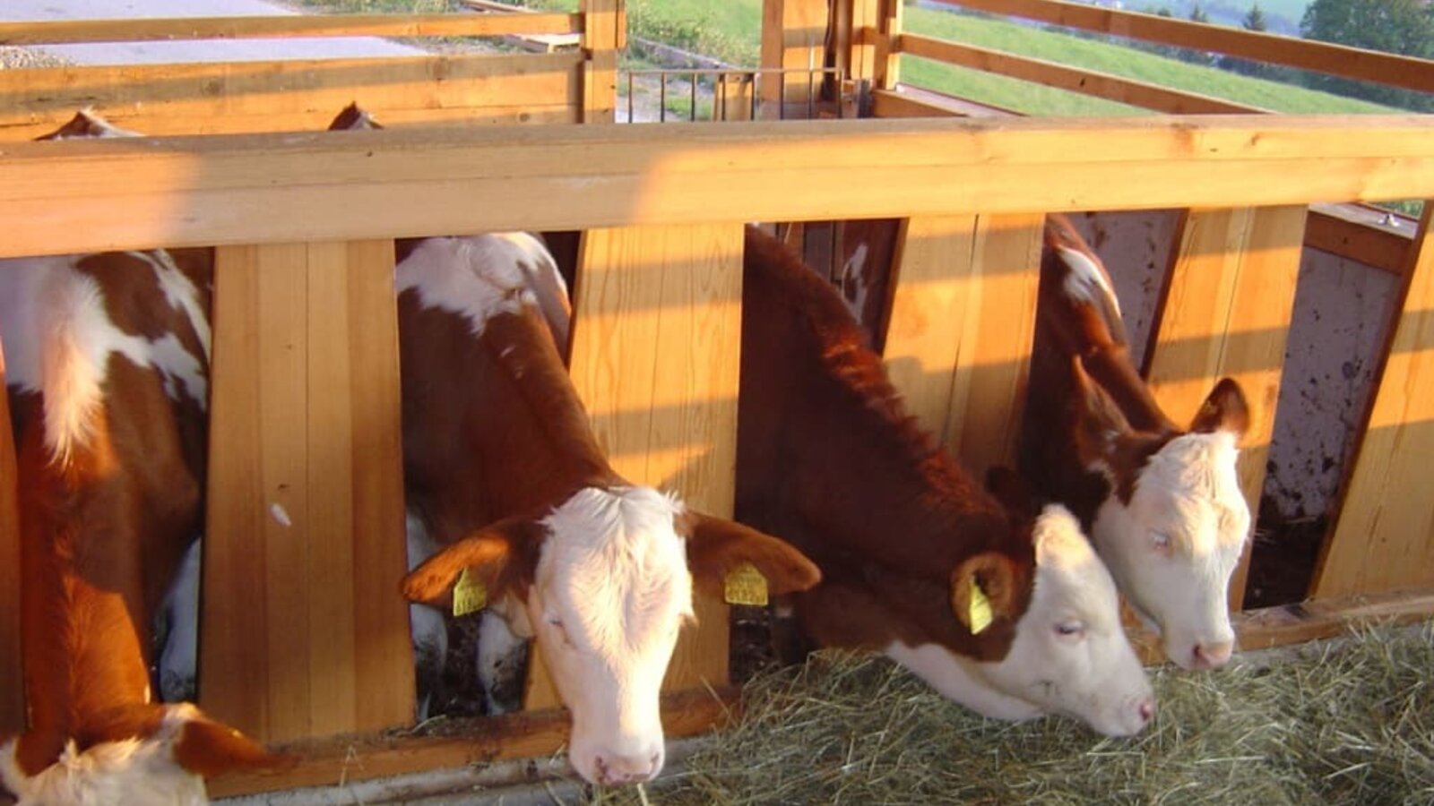 Fresh hay for the calves