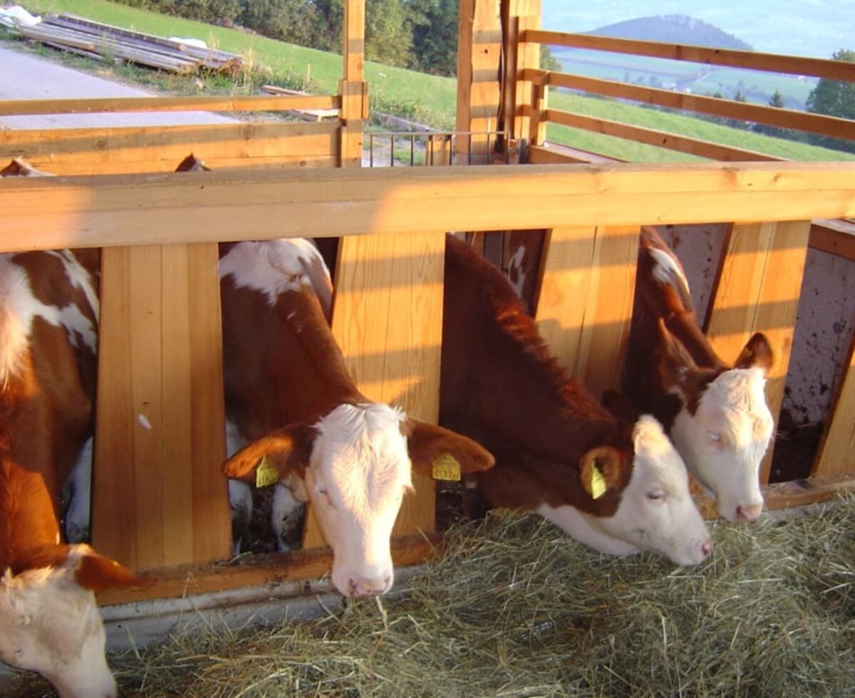 Fresh hay for the calves