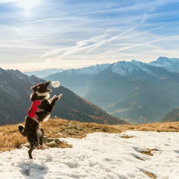 Holidays with your dog in austria