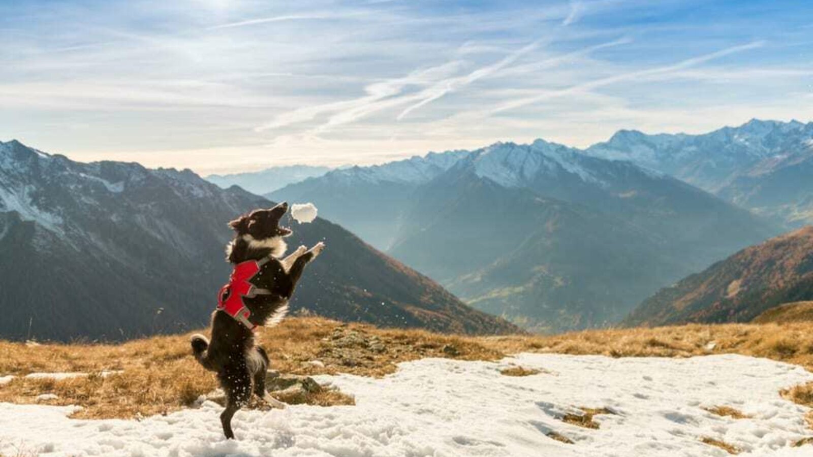 Holidays with your dog in austria