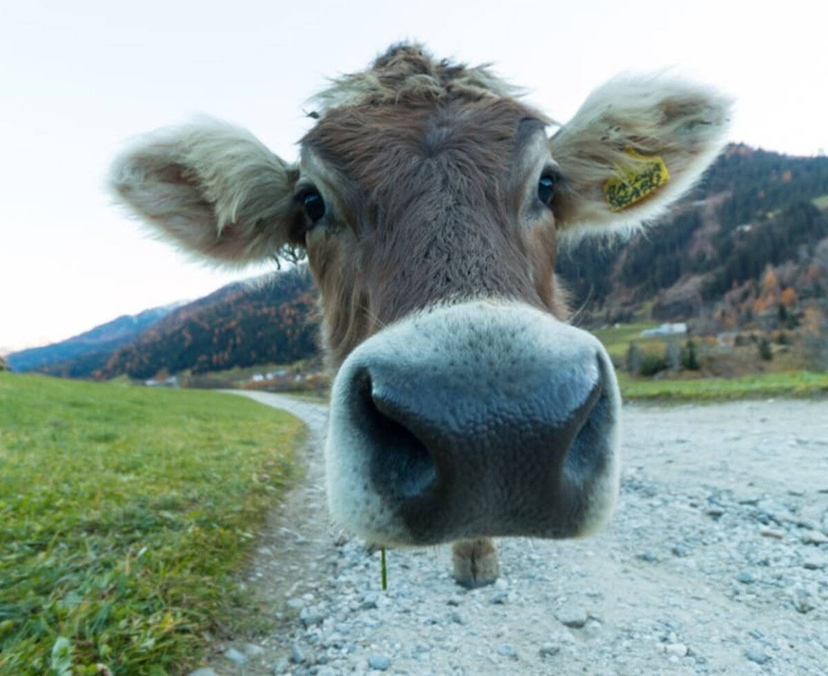 Cows from our mountainfarm