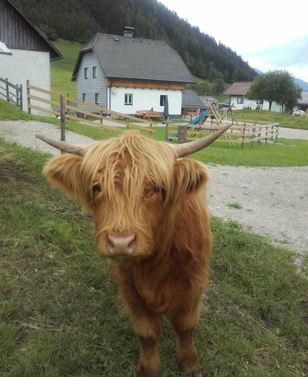 Highlandcow