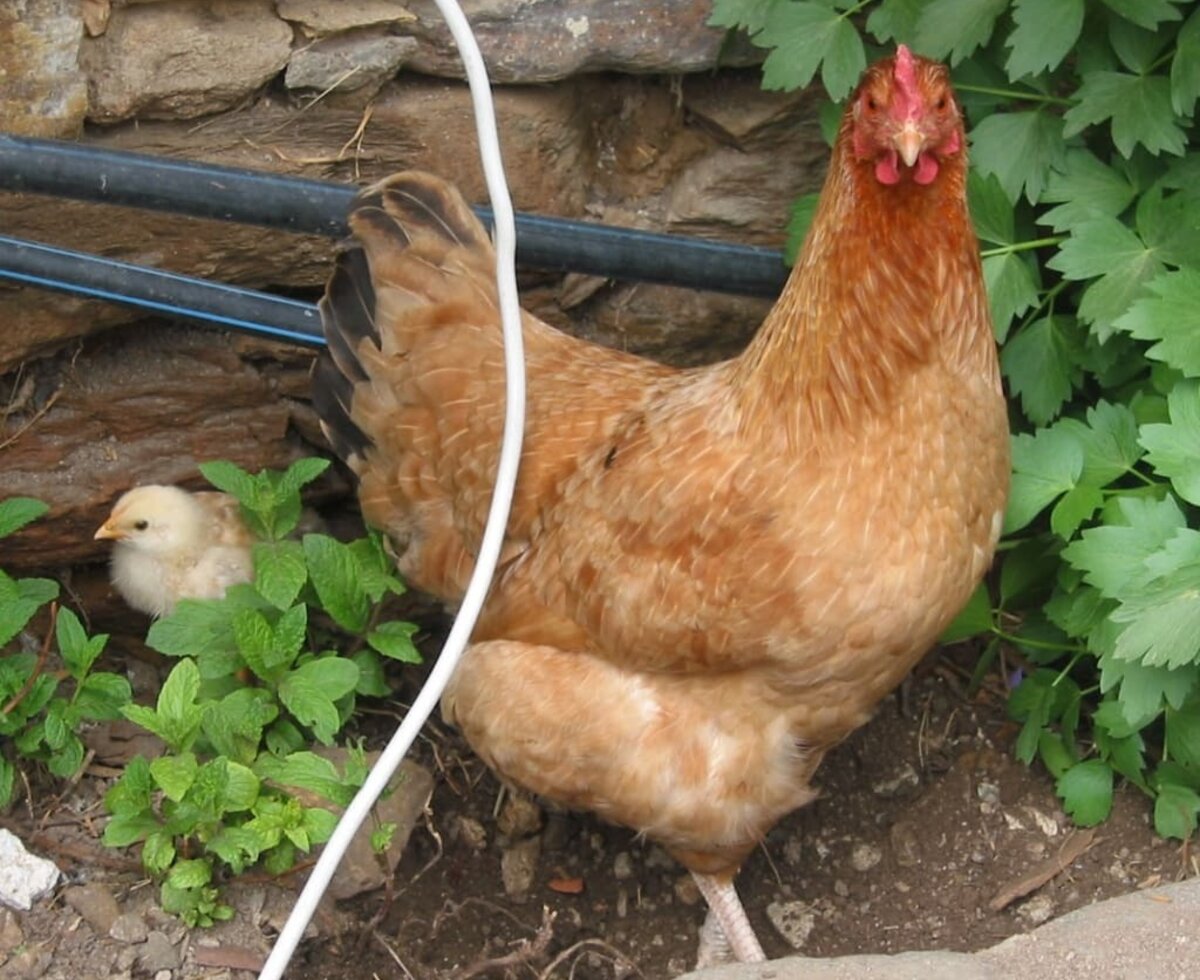 Hen with her chicks