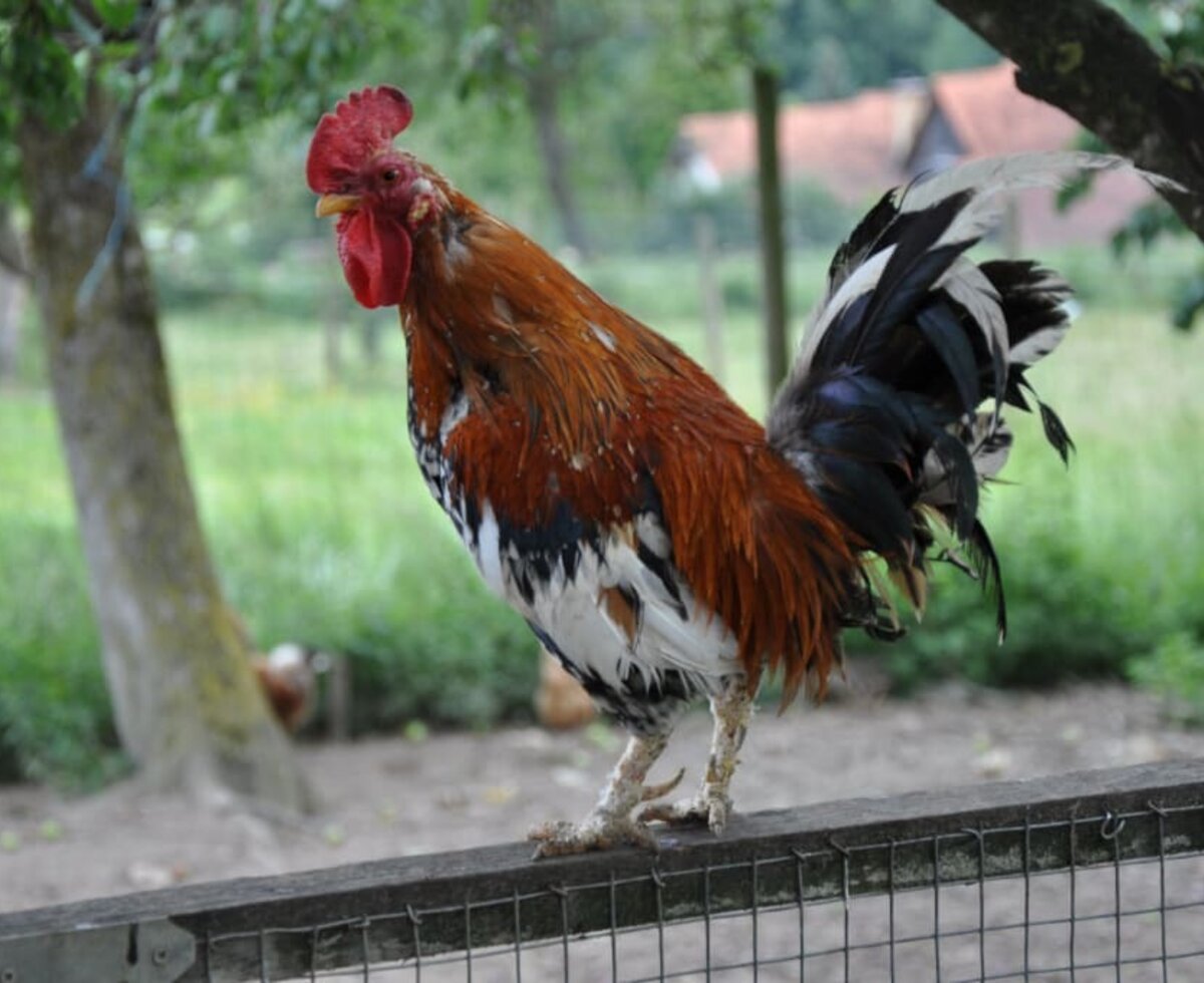 Rooster Gockl