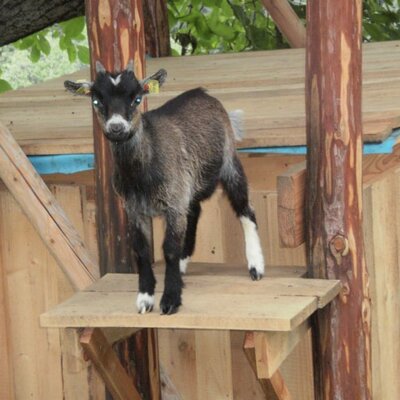 Pygmy goat