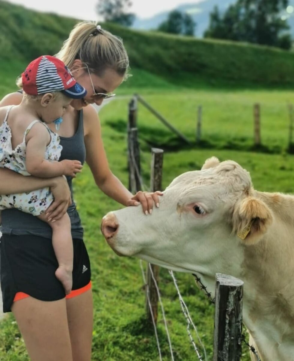 petting cows