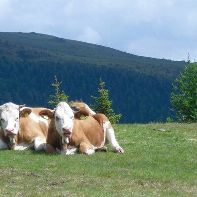 Cows in the alpine pasture