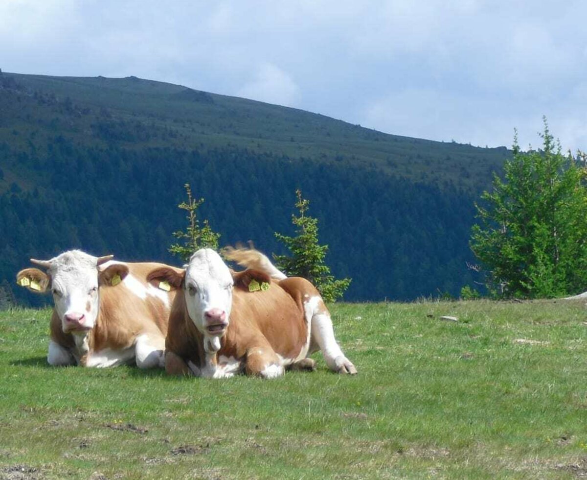 Cows in the alpine pasture