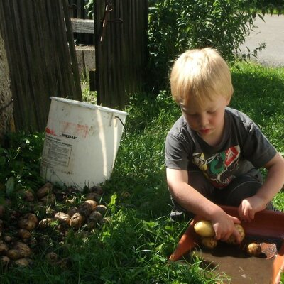 Potato harvest