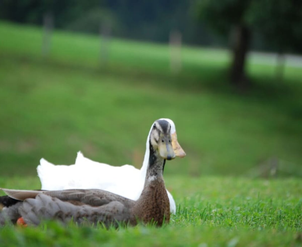 Ducks on Brandstaetterhof Pichl/Reiteralm