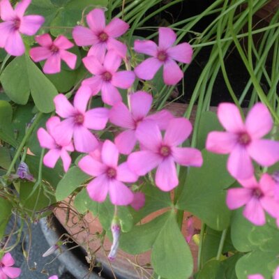 Flowers in the yard and garden