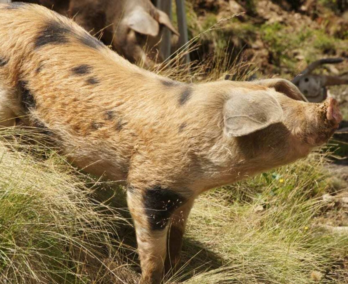 curious piggy