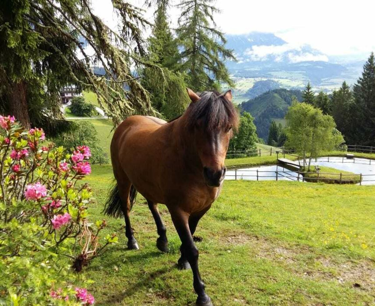 Our horse on the pond