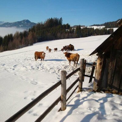 Our cattle in the winter landscape