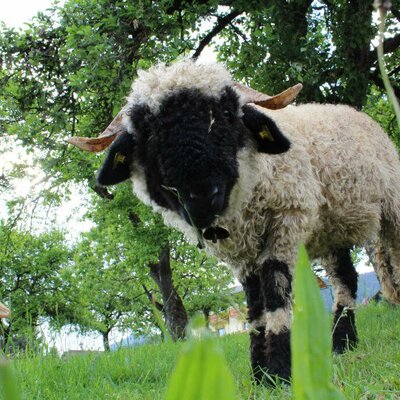 sheep and sleep at menthof