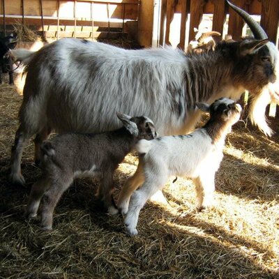 Our goat had twins