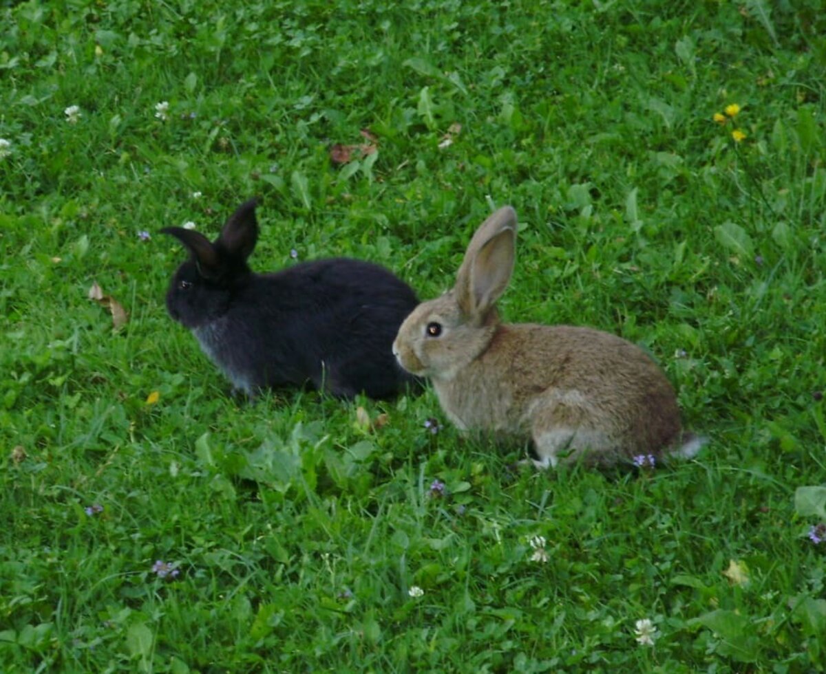 Our rabbits