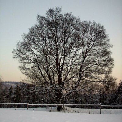 tree in the snow