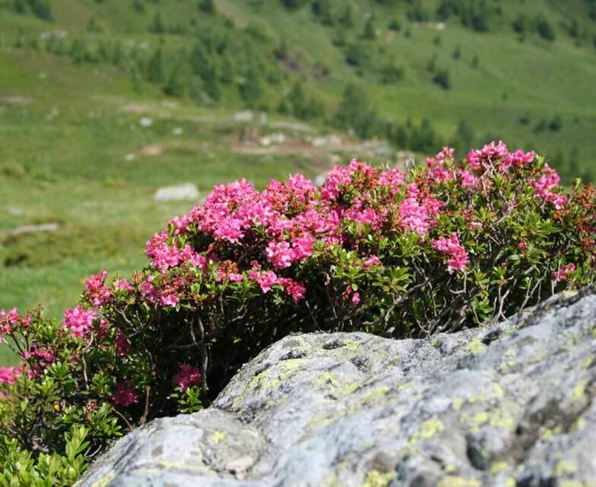 Alpine roses