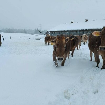 Our Cows love to play in the snow