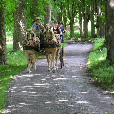 Horse-drawn carriage ride