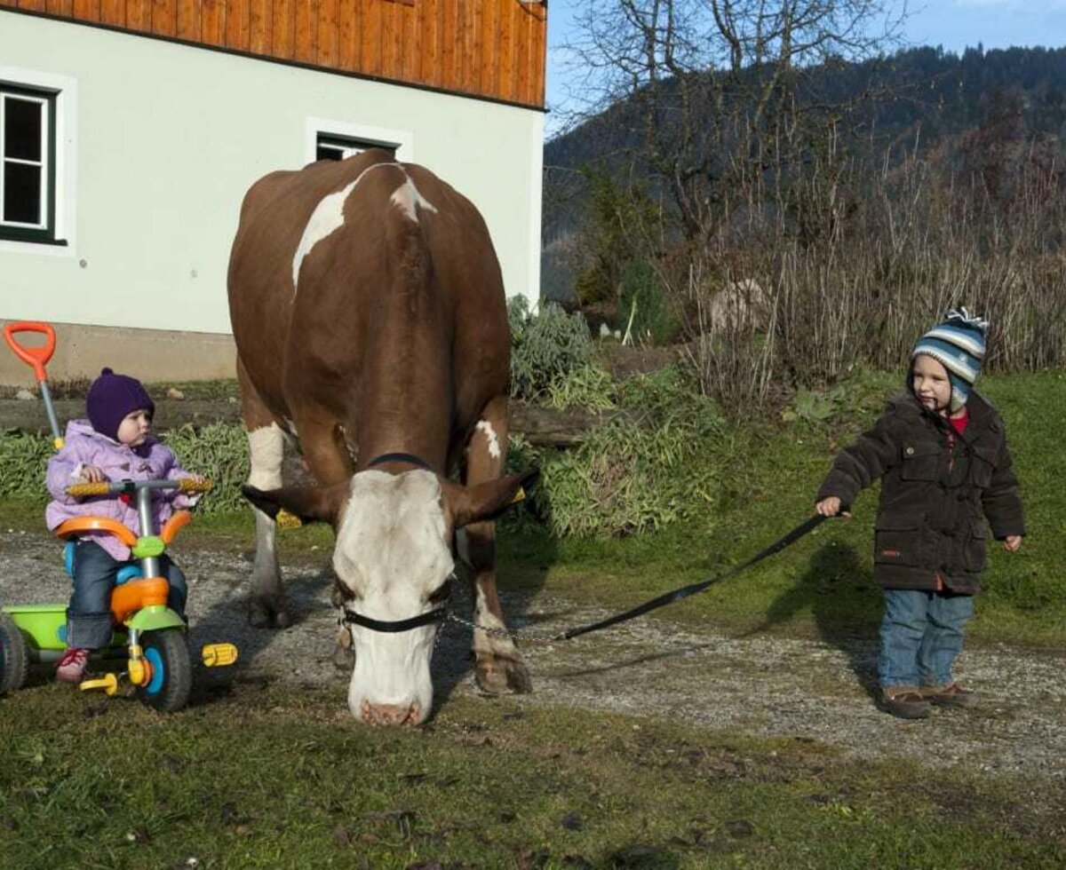 Gregor with his cow- Kufstein