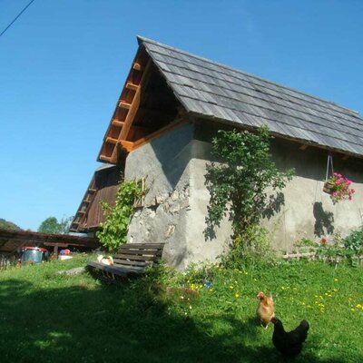 The hens have lots of space to look for food